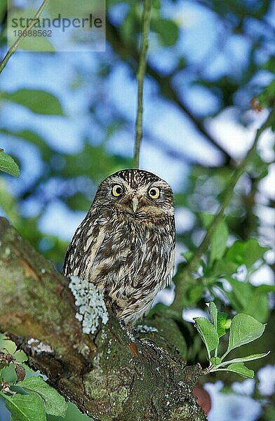 Steinkauz (athene noctua)  Erwachsener auf Ast  Normandie