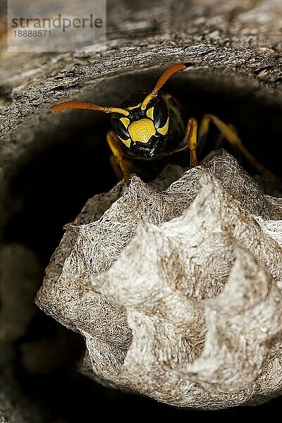 Gemeine Wespe (vespula vulgaris)  Erwachsener auf Nest  Normandie