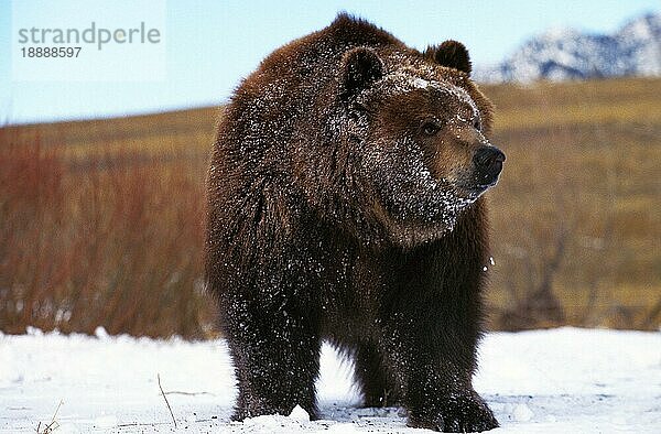 Kodiakbär (ursus arctos middendorffi)  ERWACHSENER IM SCHNEE STEHEND  ALASKA