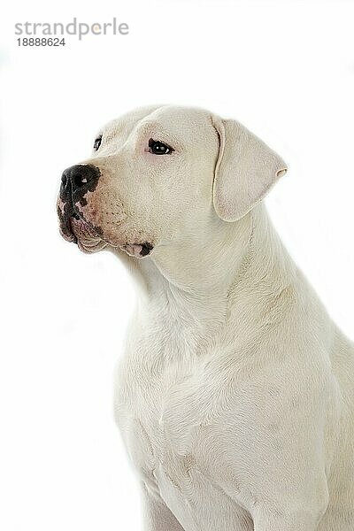 Argentinischer Mastiff Hund  feale gegen weißen Hintergrund