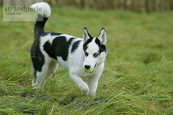 SIBERIA HUSKY/4 MONATE ALT