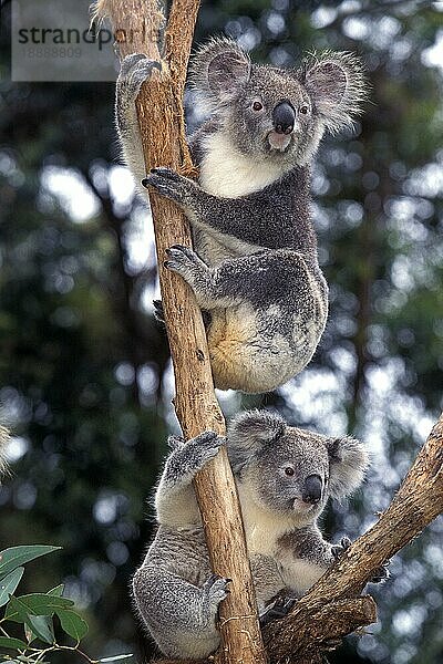 KOALA (phascolarctos cinereus)  PÄRCHEN VON ERWACHSENEN  AUSTRALIEN