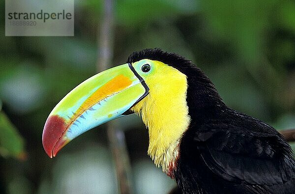 Kiefernschnabeltukan (ramphastos sulfuratus)  Porträt eines Erwachsenen  Costa Rica  Mittelamerika