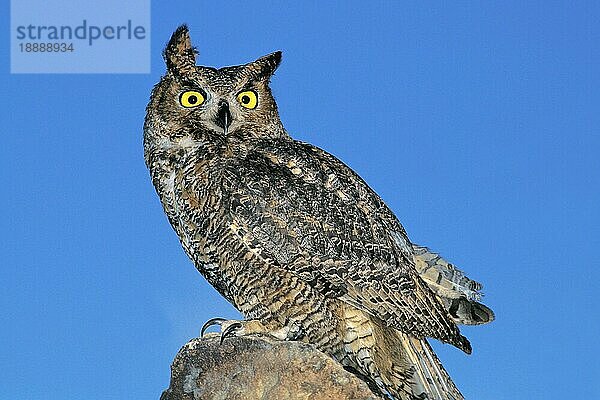 Waldohreule (bubo virginianus)  Erwachsener gegen blauen Himmel