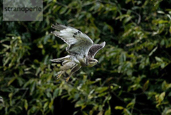 Königsbussard (buteo regalis)  ERWACHSENER IM FLUG