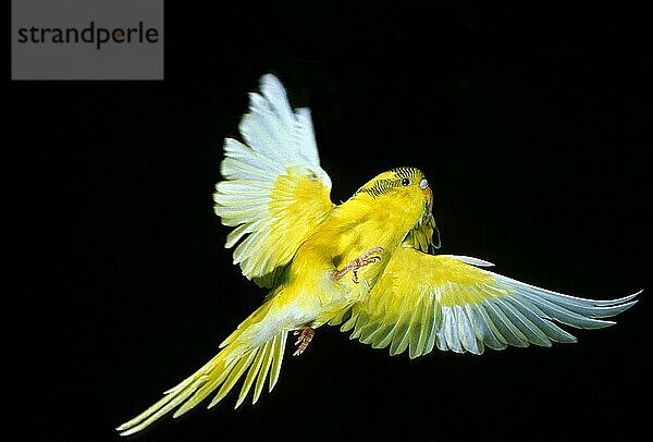 Wellensittich (melopsittacus undulatus)  ERWACHSENER IM FLUG