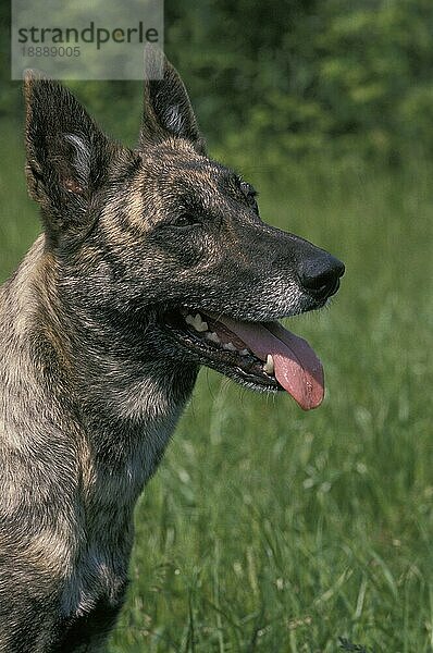 Holländischer Schäferhund  Portrait eines Erwachsenen mit herausgestreckter Zunge