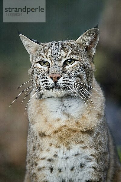 Europäischer Luchs oder Rotluchs (felis lynx)  Porträt eines Erwachsenen