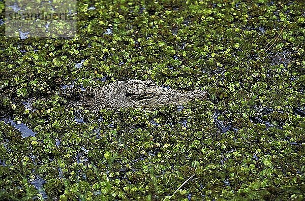 Australisches Salzwasserkrokodil (crocodylus porosus) oder Ästuarkrokodil  Erwachsener getarnt  Australien  Ozeanien