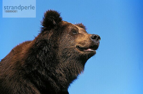 BRAUNBÄR (ursus arctos)  PORTRAIT EINES ERWACHSENEN