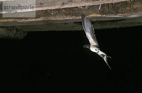 Rauchschwalbe (hirundo rustica)  Erwachsener in Fligh  Normandie in Frankreich