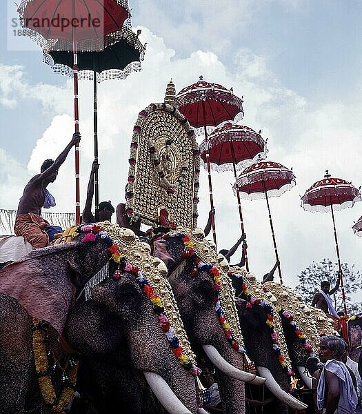 Verzierte Elefanten mit bunten Schirmen beim Pooram Fest  Thrissur oder Trichur  Kerala  Indien  Asien