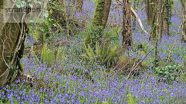 Ein Streifen Bluebells in einem Wald bei Coombe in Cornwall