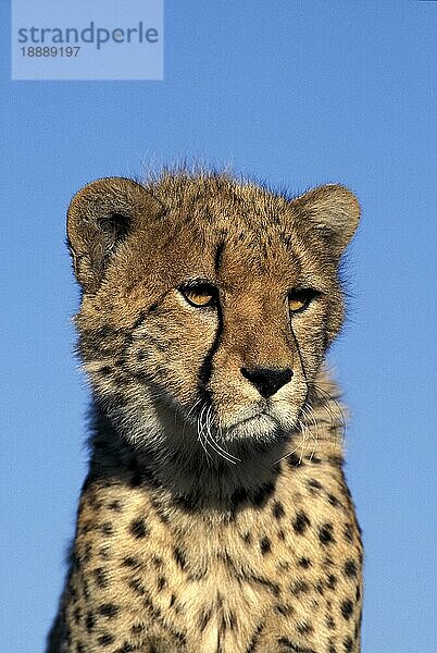 CHEETAH (acinonyx jubatus)  PORTRAIT EINES ERWACHSENEN  KENIA