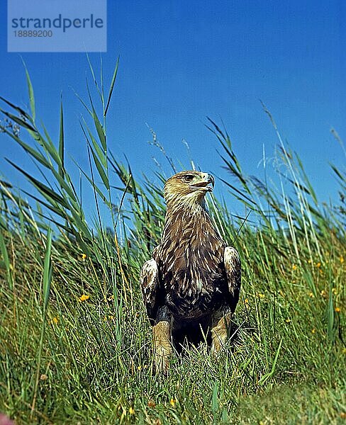 Kaiseradler (aquila heliaca)  Erwachsener auf Gras