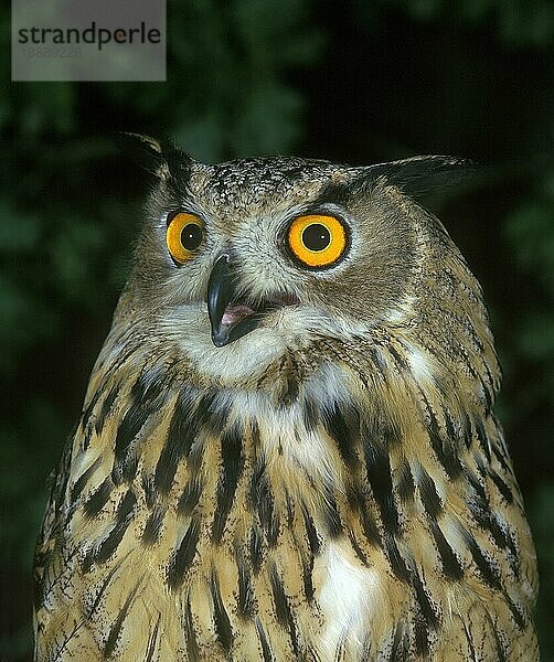 Europäischer Uhu (bubo bubo)  Porträt eines Erwachsenen