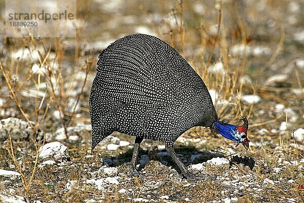 Helmperlhuhn (numida meleagris)  Erwachsener auf Nahrungssuche  Kenia  Afrika