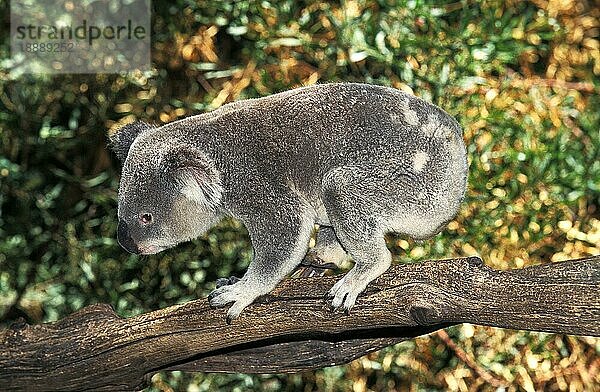 KOALA (phascolarctos cinereus)  ERWACHSENER  DER AUF EINEM BRANSCH LÄUFT  AUSTRALIEN