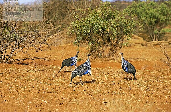 Geierperlhuhn (acryllium vulturinum)  GRUPPE DER ERWACHSENEN  KENIA