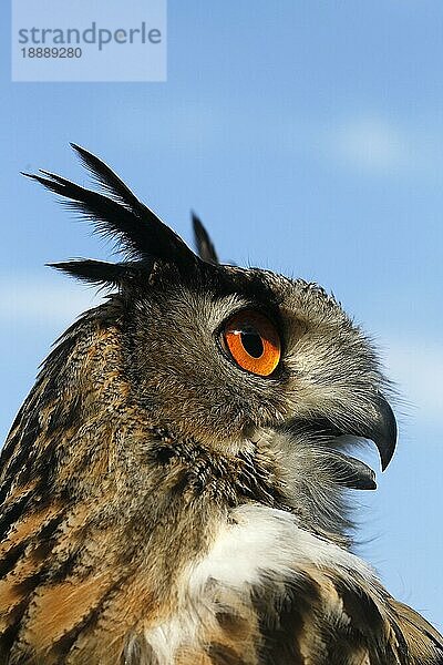 Europäischer Uhu (Bubo bubo)  Porträt eines Erwachsenen