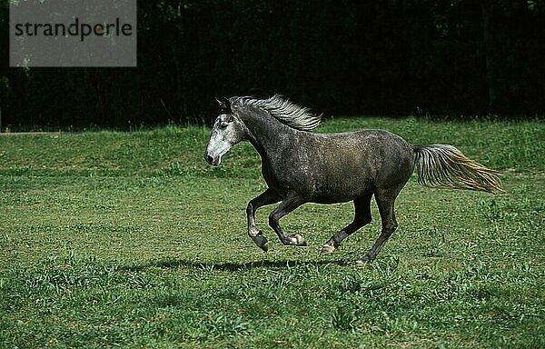 LIPIZZANER  ERWACHSEN  GALOPPIERT DURCH EINE WIESE