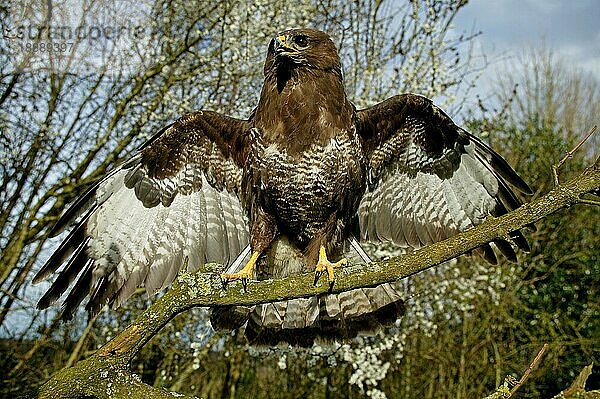 Mäusebussard (buteo buteo)  Erwachsener Abflug vom Ast  Normandie