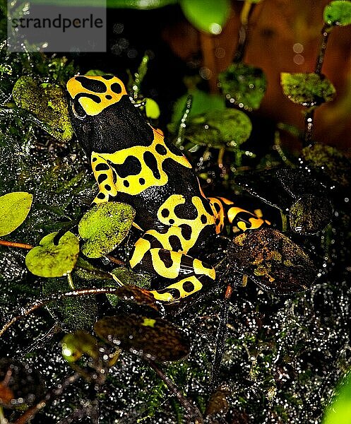 GELBGEBUNDENER Gelbgebänderter Baumsteiger (dendrobates leucomelas)  ERWACHSENER