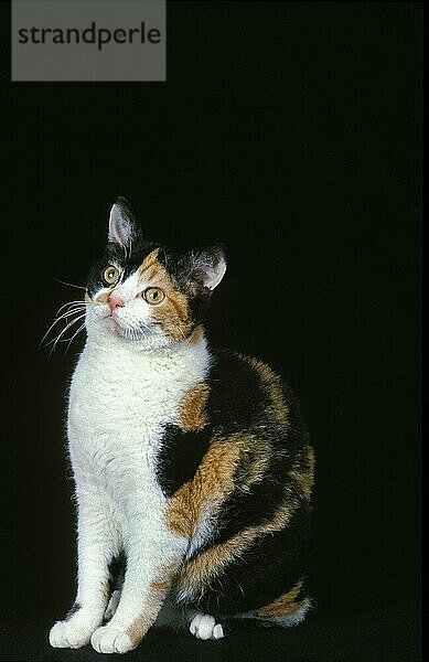 Amerikanische Drahthaar-Hauskatze  Erwachsene sitzend vor schwarzem Hintergrund