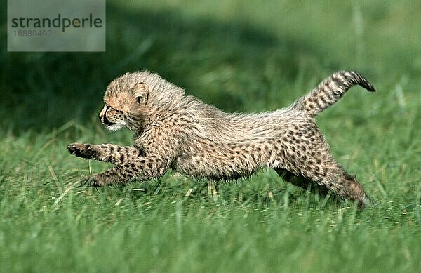Gepard (Acinonyx jubatus)  Jungtier  3 Monate  seitlich