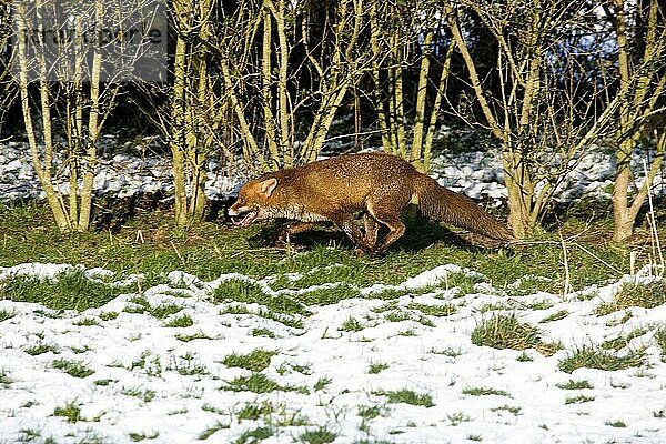 ROTFUCHS (vulpes vulpes)  ERWACHSENER IM SCHNEE  NORMANDY IN Frankreich