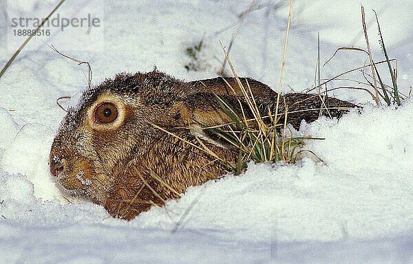 EUROPÄISCHER BRAUNHASE (lepus europaeus)  ERWACHSENER IM SCHNEE STEHEND