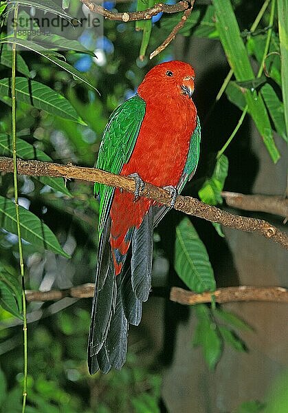 Königssittich (alisterus scapularis)  ERWACHSENER AUF EINEM BRANSCH STEHEND  AUSTRALIEN