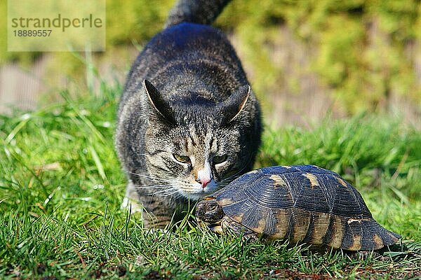 Breitrandschildkröte (Testudo marginata) und Hauskatze  Breitrandschildkröte