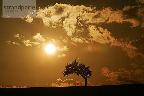 Baum im Sonnenuntergang