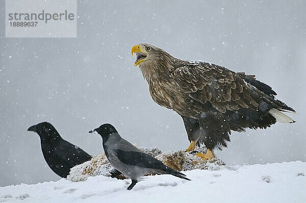 Kolkrabe (Corvus corax)   Krähe  Schneetreiben  Nebelkrähe (Corvus corone cornix) und Seeadler (Haliaeetus albicilla)  an Fuchskadaver  Norwegen  Europa