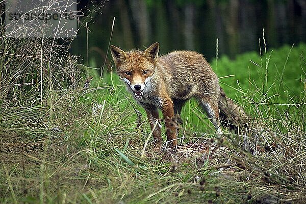 Rotfuchs (vulpes vulpes)  ERWACHSENER MIT GEMEINSAMEM GEFANGENEN KILLER  NORMANDY