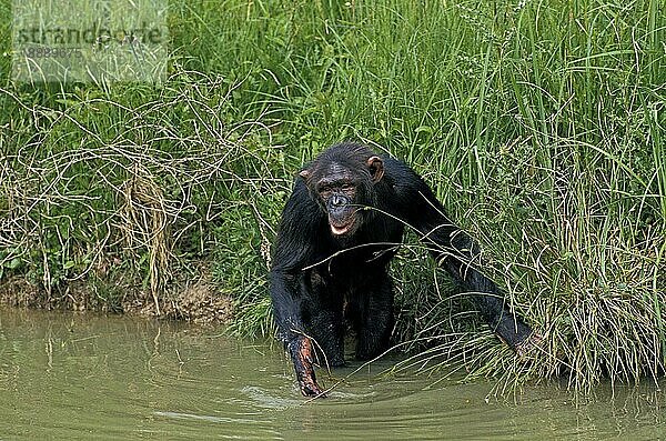 Schimpanse (Pan troglodytes)  Erwachsener im Wasser