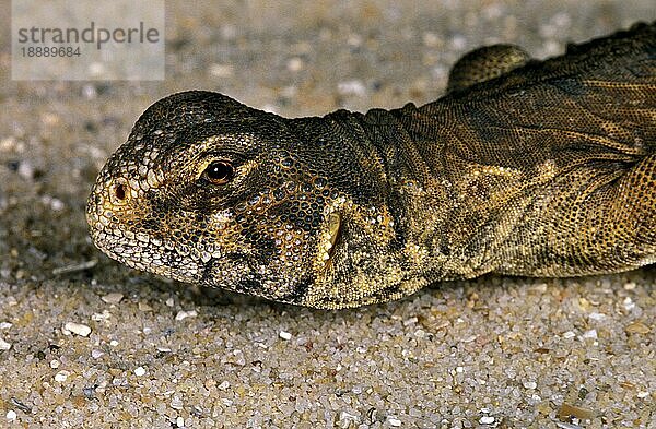 Ägyptische Stachelschwanzechse  Uromastyx aegyptius  Portrait eines Erwachsenen