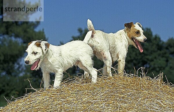 JACK RUSSELL TERRIER HUND  ERWACHSENE AUF STROH