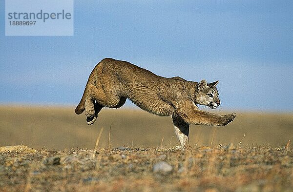 Puma (puma concolor)  ERWACHSENE LÄUFER  MONTANA