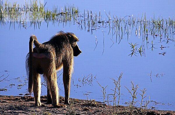 Baboon im Morgen- Gegenlicht an einem See im Susuwe Nationalpark  Namibia  Afrika