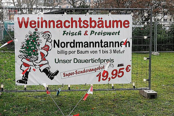 . Nordmanntanne oder Nordmanntanne ist typisch für das deutsche Weihnachtsfest  Hannover  Deutschland  Europa