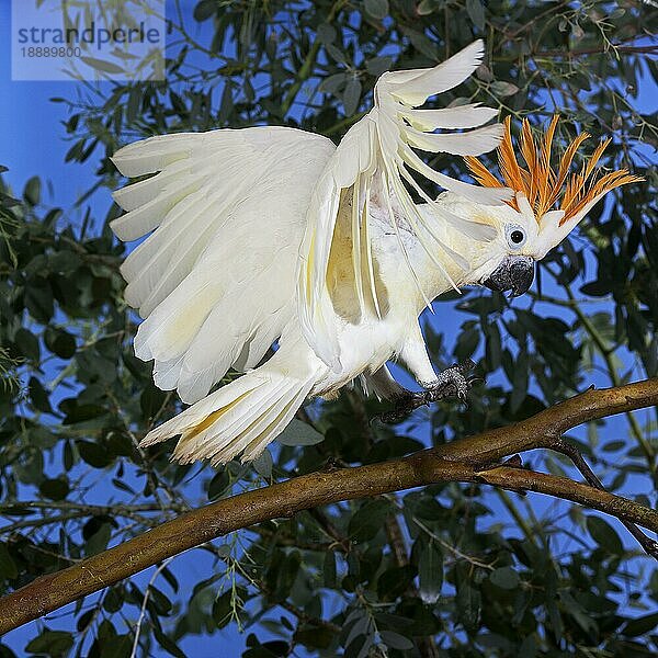 ZITRONENHÖHNCHEN (cacatua sulphurea) citrinocristata  ERWACHSENE LANDUNG AUF BRANCHE