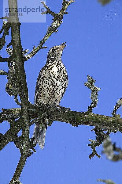 Misteldrossel (turdus viscivorus)  Erwachsener singend auf Ast  Normandie