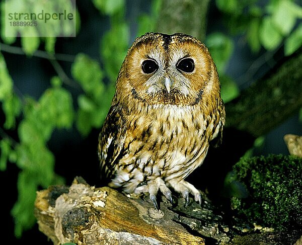 Waldkauz (strix aluco)  Erwachsener auf Ast