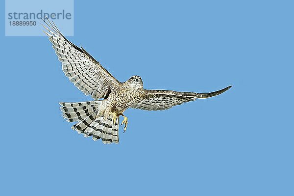 EUROPÄISCHER SPARROWHAWK (accipiter nisus)  ERWACHSENER IM FLUG