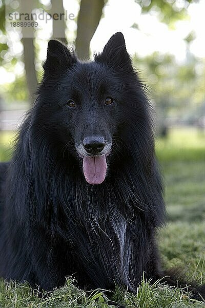 Groenendael Belgischer Hirtenhund