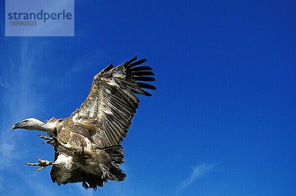 Gänsegeier (gyps fulvus)  Erwachsener im Flug