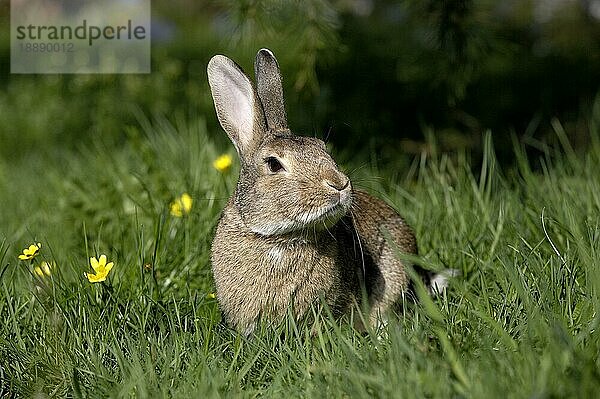 Europäisches Kaninchen (oryctolagus cuniculus) oder Wildkaninchen  erwachsen mit Blumen  Normandie