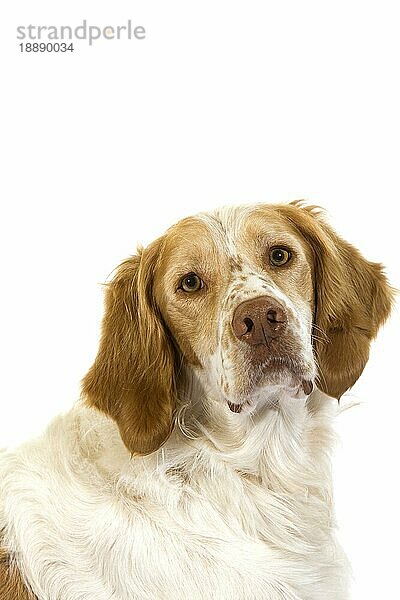 Französisch Spaniel (Zimt Farbe)  Porträt von Männchen gegen weißen Hintergrund